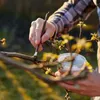 Balsamo per alberi Bros, 350 g Anteprima dell’immagine prodotto 2