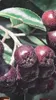 Aronia prunifolia 'Viking' Aronia, Johannisbeerstrauch, 2 Produktbild-Vorschau 2