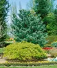 Pinus parviflora 'Glauca', Japanische Kiefer, blau-grün, Produktbild-Vorschau 12