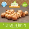Wintersteckzwiebel Stuttgarter Riesen | Steckzwiebeln von Produktbild-Vorschau 2