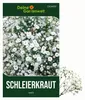 Stauden-Schleierkraut weiß Samen - Gypsophila paniculata - Produktbild-Vorschau 1