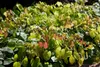 Epimedium x cult.'Amber Queen', Elfenblume, Produktbild-Vorschau 3