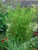 Fargesia murieliae 'Simba', Bambus, 60–80 cm, winterhart Produktbild-Vorschau 5