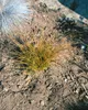 Carex testacea, Neuseeländisches Segge, orange-braun, ca. Produktbild-Vorschau 9