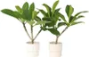 Frangipanier - Set de 2 - Plumeria rubra 'Hawaii' - Hauteur Voir les images du produit 5