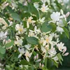 2 x Heckenkirsche - Lonicera fragrantissima | 40-50 cm v Náhled obrázku produktu 1