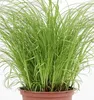 Katzengras | Katzengrassamen von Samen Pfann Produktbild-Vorschau 4