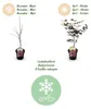 Green boutiQ - Terrasplant - Japanse Esdoorn - Acer Voir les images du produit 4