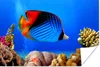 MuchoWow® Poster Ägypten - Fische - Korallen 60x40 cm - Produktbild-Vorschau 1