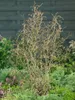 Corylus avellana, Haselnuss, 60–100 cm Produktbild-Vorschau 10