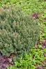 Pinus mugo 'Humpy', Bergkiefer, kompakt, 25–30 cm Produktbild-Vorschau 9
