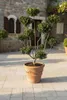 Ilex crenata Glorie Gem - Gartenbonsai 110-120 cm | Ilex Produktbild-Vorschau 3