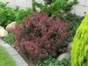 Thunberg-Berberitze ´ATROPURPUREA NANA´ 20-30 cm, Cont. 1,4 Produktbild-Vorschau 2