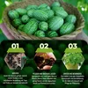 An image showing the lifecycle of growing Mexican mini cucumbers, from sowing seeds to harvesting. Produktbild-Vorschau