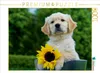 Calvendo Golden Retriever 1000 Teile Puzzle quer 640x480mm, Produktbild-Vorschau 3