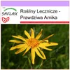 SAFLAX - Prawdziwa Arnika - 40 Nasiona - Arnica montana Podgląd zdjęcia produktu 5