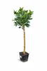 Oranger Citrus sinensis Washington Navel 120–140 cm – Voir les images du produit 1