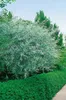 Elaeagnus angustifolia, schmalblättrige Ölweide, 80–100 cm Produktbild-Vorschau 6