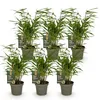 Lot de 6 bambous Fargesia rufa, bambou de jardin à feuilles Voir les images du produit 3