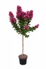 Lagerstroemia indica 'Berry Dazzle' Stämmchen 140–150 cm – Produktbild-Vorschau 2