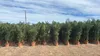 Phoenix Palme XXL Gesamthöhe bis ca. 220 cm Phoenix Produktbild-Vorschau 5