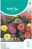 Portulakröschen Gefüllte  Mischung | Blumensamen von Produktbild-Vorschau 3