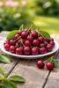 Sauerkirsche ‘Morello’ 100–120 cm | Prunus cerasus Produktbild-Vorschau 2