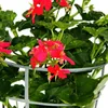 Französische Geranien hängend Pelargonium peltatum Ville de Produktbild-Vorschau 4