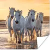 MuchoWow® Poster Pferde - Wasser - Strand - Tiere 100x100 Produktbild-Vorschau 1