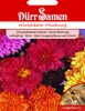 Dürr-Samen - Chrysanthemum indicum Winteraster - Saatgut - Produktbild-Vorschau 1