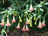SAFLAX  - Trompette des anges rose - 10 graines - Avec Voir les images du produit 4