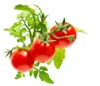 EMSA Click & Grow, Mini rajče Náhled obrázku produktu 11