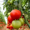 Szklarnia tunel ogrodowy foliowy 4x2x2 m 8 m² metalowy Podgląd zdjęcia produktu 18