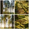 Gerahmtes Poster - Schwarzer Rahmen - Wald Baum Natur - Produktbild-Vorschau 9