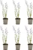 Bloomique - Lot de 6 - Nepeta Walker's Low - Cataire - Voir les images du produit 1