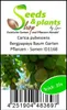 10x Carica pubescens Bergpapaya Baum Garten Pflanzen - Produktbild-Vorschau 3