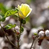 GROW2GO Baumwoll-Pflanzset ideal zur Baumwollhochzeit - Produktbild-Vorschau 4