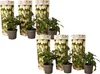 Six potted plants with decorative sleeves are arranged in two rows. Podgląd zdjęcia produktu