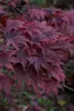Acer palmatum 'Atropurpureum', Japanischer Ahorn, Produktbild-Vorschau 13