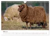 Schöne Schafe (Wandkalender 2027 DIN A4 quer), CALVENDO Produktbild-Vorschau 6