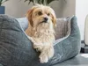 A small dog is resting in a dog bed. Produktbild-Vorschau