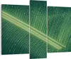 Bild auf Leinwand - Leinwandbild - 3 Teile - Makro Blatt Produktbild-Vorschau 1