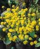Alyssum montanum 'Berggold', Steinkraut, goldgelb, ca. 9x9 Produktbild-Vorschau 11