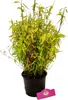 Fargesia murieliae 'Asian Art', Schirmbambus, 2 Liter Topf Produktbild-Vorschau 1