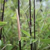 Stauden Gänge 1 x Fargesia nitida 'Black Pearl' im C2 Topf Produktbild-Vorschau 2