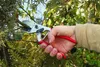 Felco 31 Ambosschere, Gartenschere, 210mm, ergonomischer Náhled obrázku produktu 2