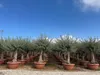 Sunny Tree - Olea Europea - Olivier résistant à l'hiver - Voir les images du produit 1