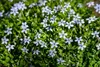 Stauden Gänge 10 x Isotoma fluviatilis - Blauer Produktbild-Vorschau 2
