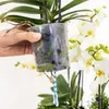 Orchideje Colibri | sada bílých rostlin v bavlněném košíku Náhled obrázku produktu 6
