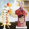 Anatomie Modell Torso des Menschen Anatomiemodell Produktbild-Vorschau 6